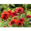 Gaillardia aristata 'Guapa Red'