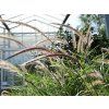 Pennisetum Sky Rocket (2)