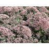 Sedum telephium La Vie en RoseIMG 1085