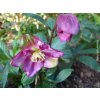 Čemeřice 'HGC Winter Ballet Karli' - Helleborus 'HGC Winter Ballet Karli'  Helleborus 'HGC Winter Ballet Karli'