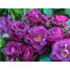 Rose Passion for Purple 0010022 19333