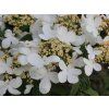 Viburnum plicatum Marisii 1 500x500