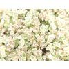 Sedum Little Missy (2)