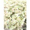 Sedum Little Missy (3)