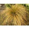 Ostřice 'Prairie Fire' - Carex testacea 'Prairie Fire'  Carex testacea 'Prairie Fire'