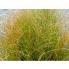 Ostřice 'Prairie Fire' - Carex testacea 'Prairie Fire'  Carex testacea 'Prairie Fire'