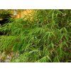 Fargesia angustissima/Bambus  Fargesia angustissima