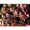 Sedum makinoi (1)