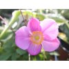 Anemone Praecox (1)