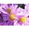 Aster Berryl (1) kopie