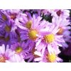 Aster Berryl (1)