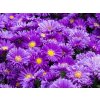Aster Alpha Dark Purple