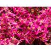 Saxifraga Dancing Pixies Tessy (2)