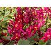 Saxifraga Dancing Pixies Tally (2)