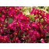 Saxifraga Dancing Pixies Tally (3)