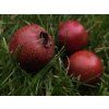 Hloh 'Big Mao Mao'  Crataegus pinnatifida ´Big Mao Mao´