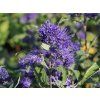 Ořechokřídlec klandonský 'Thetis'  Caryopteris x clandonensis 'Thetis'