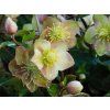 Helleborus Early Princess (1)