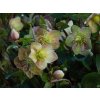Helleborus Early Princess (3)