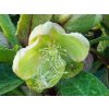 Helleborus DiamonFire (2)