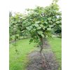 Aktinidie čínská  Actinidia chinensis