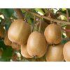 Aktinidie čínská  Actinidia chinensis