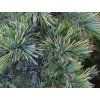 Cedr himalájský 'Bushes Electra'  Cedrus deodara 'Bushes Electra'