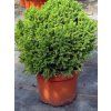 Kryptomerie japonská 'Vilmoriniana'  Cryptomeria japonica 'Vilmoriniana'