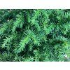 Kryptomerie japonská 'Vilmoriniana'  Cryptomeria japonica 'Vilmoriniana'