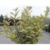 Hlošina Ebbingeova 'Eleador'  Elaeagnus x ebbingei 'Eleador'