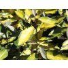 Hlošina Ebbingeova 'Eleador'  Elaeagnus x ebbingei 'Eleador'