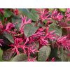Loropetalum čínské 'Fede'  Loropetalum chinense 'Fede'