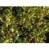 Vonokvětka cesmínolistá  Osmanthus aquifolium