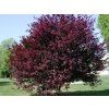 Slivoň myrobalán 'Pissardii'  Prunus cerasifera 'Pissardii'
