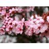 Slivoň myrobalán 'Pissardii'  Prunus cerasifera 'Pissardii'
