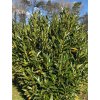 Bobkovišeň lékařská 'Renault Ace'  Prunus laurocerasus 'Renault Ace'
