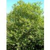 Krušina olšová  Rhamnus frangula