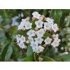 Viburnum tinus Eve Price