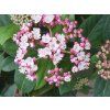 Kalina vavřínová 'Eve Price'  Viburnum tinus 'Eve Price'