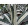 Agáve americká 'Mediopicta'  Agave americana 'Mediopicta'