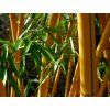 Phyllostachys vivax 'Aureocaulis'/Bambus  Phyllostachys vivax 'Aureocaulis'