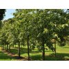castanea sativa lyon
