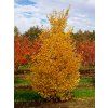 Ginkgo biloba blagon