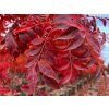 Pistacia c. Keith Davey foliage 1 84908