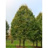 Lípa stříbrná 'Brabant'  Tilia tomentosa 'Brabant'