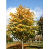 Lípa stříbrná 'Brabant'  Tilia tomentosa 'Brabant'