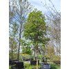 Lípa stříbrná 'Brabant'  Tilia tomentosa 'Brabant'