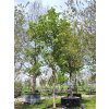 Lípa stříbrná 'Brabant'  Tilia tomentosa 'Brabant'