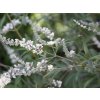 Drmek obecný 'Alba'  Vitex agnus-castus 'Alba'