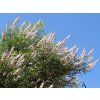 Drmek obecný 'Alba'  Vitex agnus-castus 'Alba'
